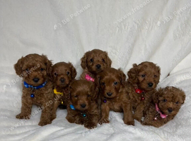 Beautiful Multigenerational Cockapoo Puppies - Health tested parents