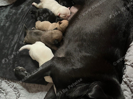 Pug puppies