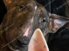 English brindle male 3 years old needs rehoming