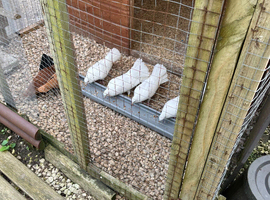 English fantails for sale