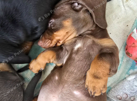 2 beautiful Dachshund READY NOW!