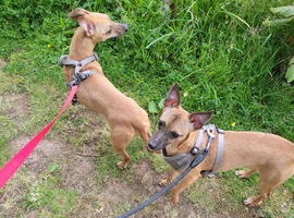 Whippet