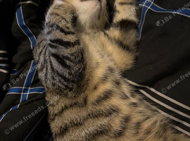 Lovely kitten