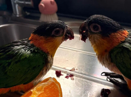 Pair Beautiful Caique parrots