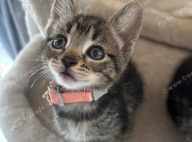 kittens