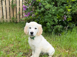 KC registered Golden Retriever Puppies