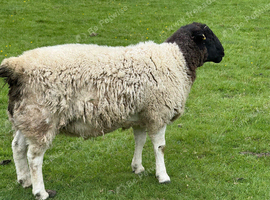 Pedigree registered Dorper Ram