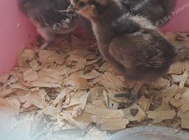 Silkie chicks looking for new home