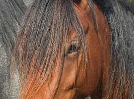 WelshD/1/4Warmblood