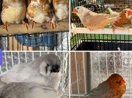 Zebra Finches