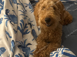 Goldendoodle