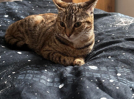 cat