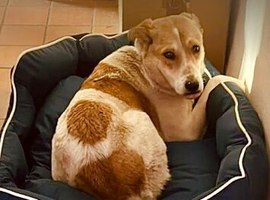 Avis... mixed breed shy girl.