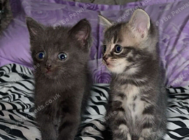 Kittens for sale