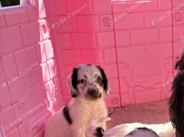 Cockapoo puppies, boys and girls