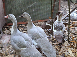 Two pairs of Muscovy ducks