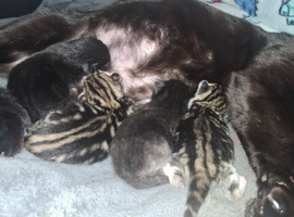 Kittens