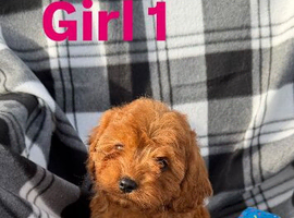 Stunning F1 cavapoos ready now !