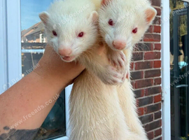 2 female ferrets 4 months old