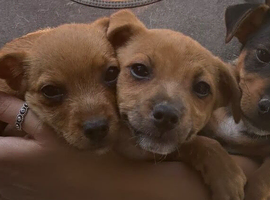 Jack Russell puppies