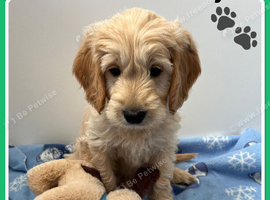 VET CHECKED STUNNING F1 MINIATURE GOLDENDOODLES