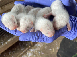 Sandy & black self ferret kits