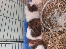 Guineapigs