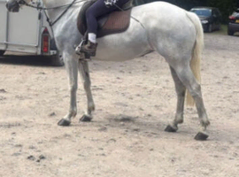 Smart Overheight Connemara Mare***