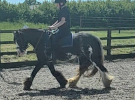 Lovely family pony...