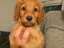 Beautiful f2 labradoodles 1 boy 1 girl left