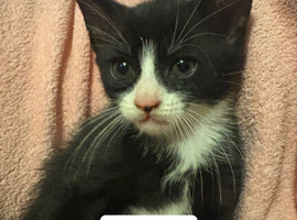 4kittens looking for a home