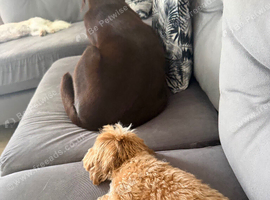 Chocolate Labrador