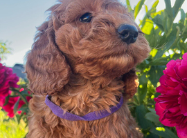 Cockapoo puppies