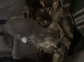 Beautiful kittens ready for there forever homes