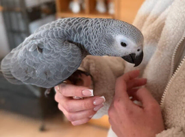 Baby Congo African grey Glasgow