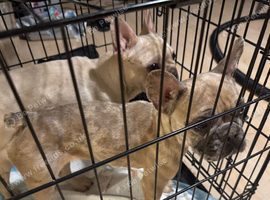 female merle frenchie