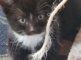 Female Mixed breed Kitten Ready now