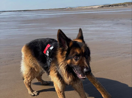 2 Years Old GSD Male