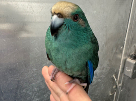Hand reared baby Kakariki blue male