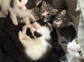 kittens