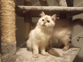 Pedigree Ragdoll kittens ready now only 2 boys left