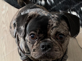 For sale to Extremely Good home special Frug girl 2 years old