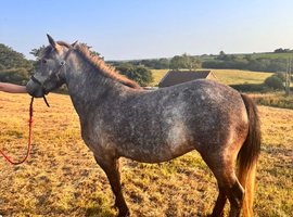 12hh rising 3yo filly