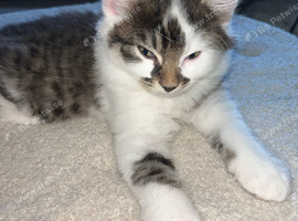 Calico male cat