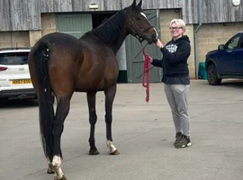 7 Year old TB gelding