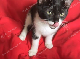 kitten in Swansea!
