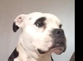 American bulldog for sale