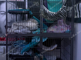 Large Ferret Cage