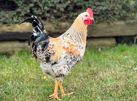 Pure Swedish Flower Hen Cockerel