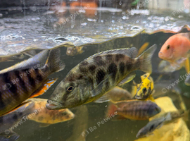 Female girraffe cichlid